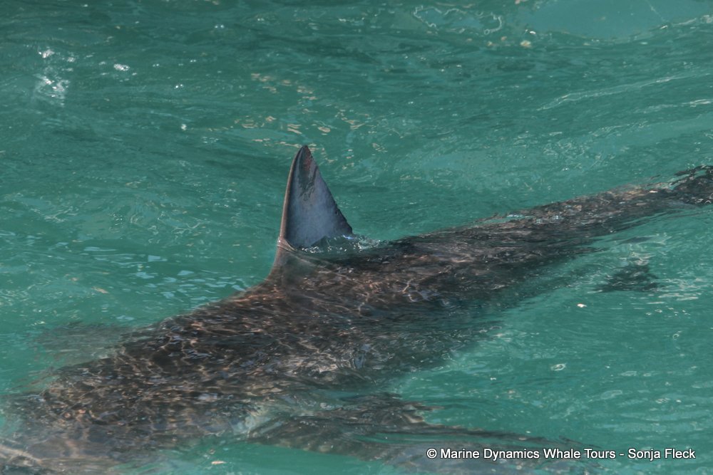 bronze whaler shark, whale watching, gansbaai, south africa,