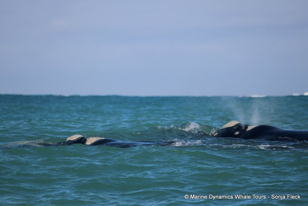 Southern right whale, whale watching, gansbaai, south africa,