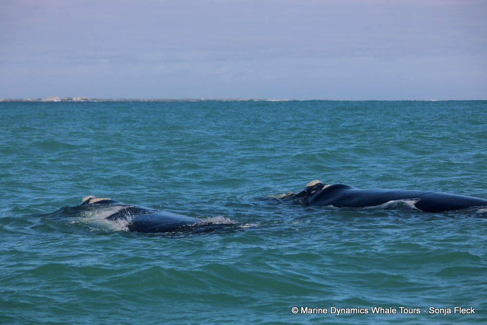 Southern right whale, whale watching, gansbaai, south africa,