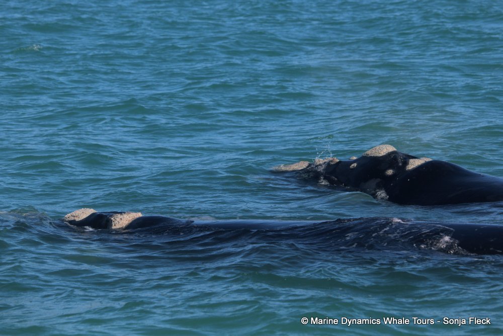 Southern right whale, whale watching, gansbaai, south africa,