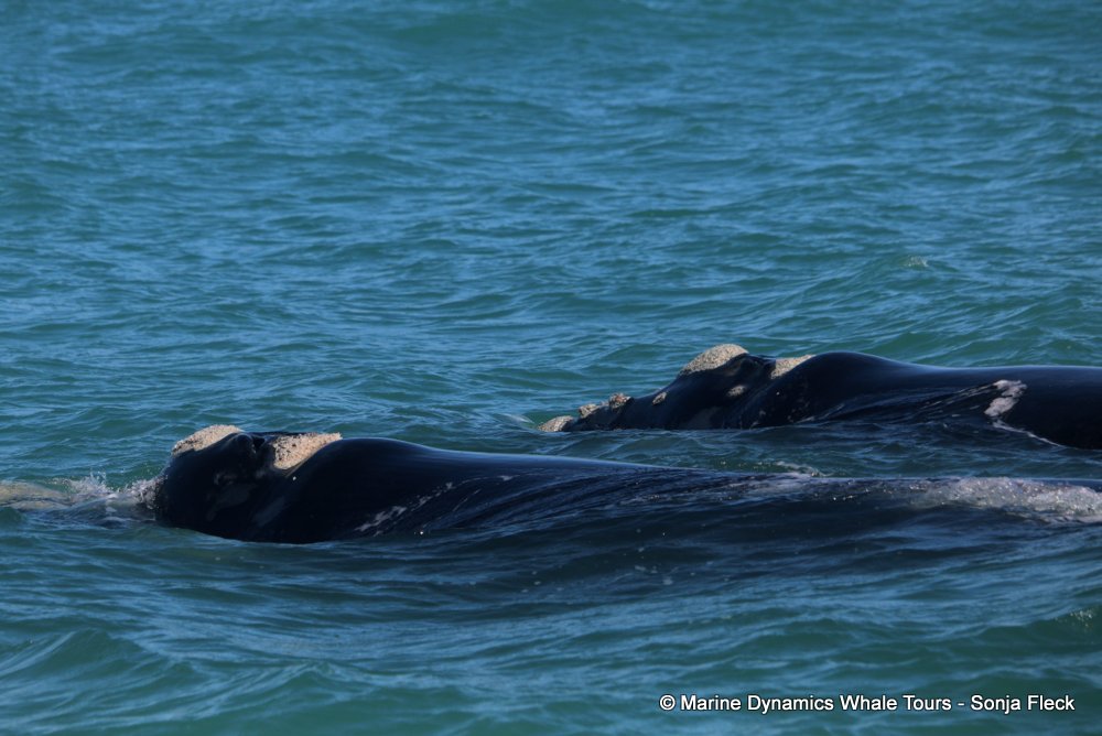 Southern right whale, whale watching, gansbaai, south africa,