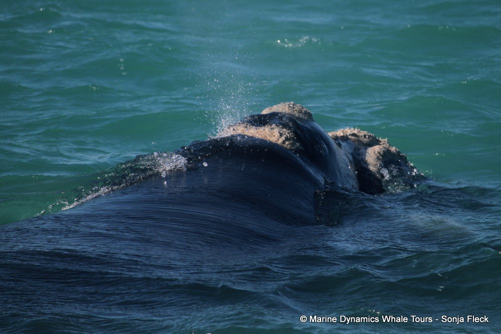 Southern right whale, whale watching, gansbaai, south africa,