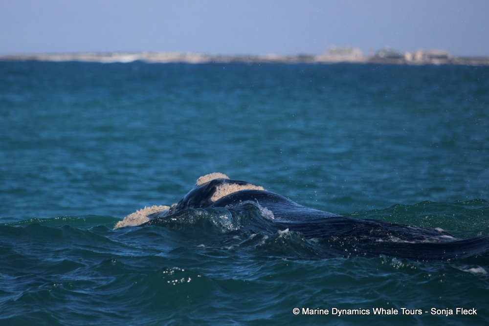 Southern right whale, whale watching, gansbaai, south africa,