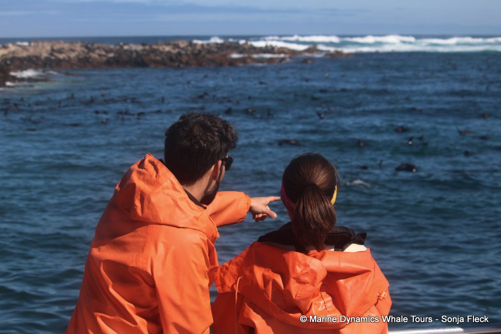 cape fur seal, whale watching, gansbaai, south africa