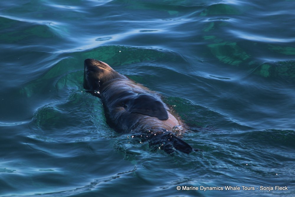 cape fur seal, whale watching, gansbaai, south africa