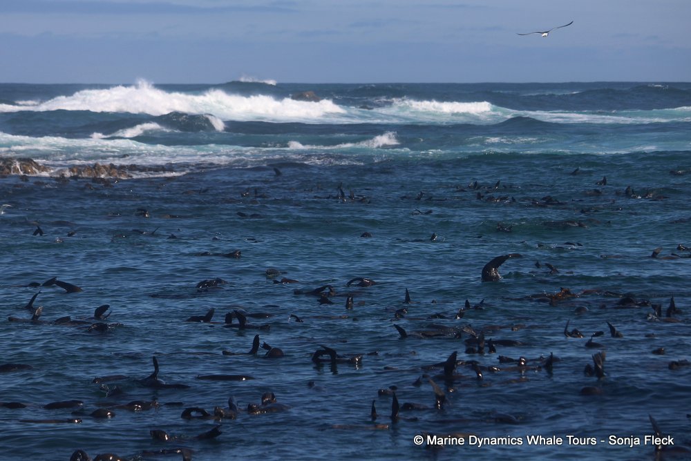 cape fur seal, whale watching, gansbaai, south africa