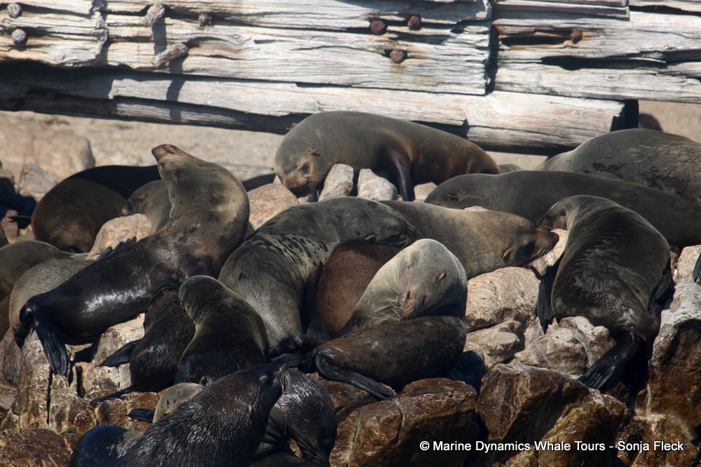 cape fur seal, whale watching, gansbaai, south africa
