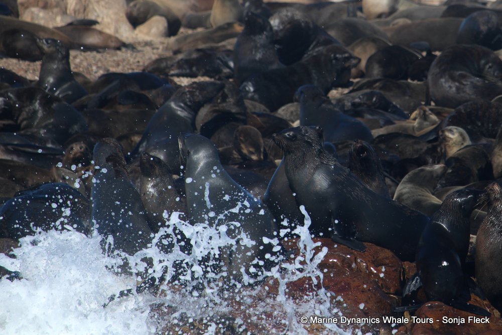 cape fur seal, whale watching, gansbaai, south africa