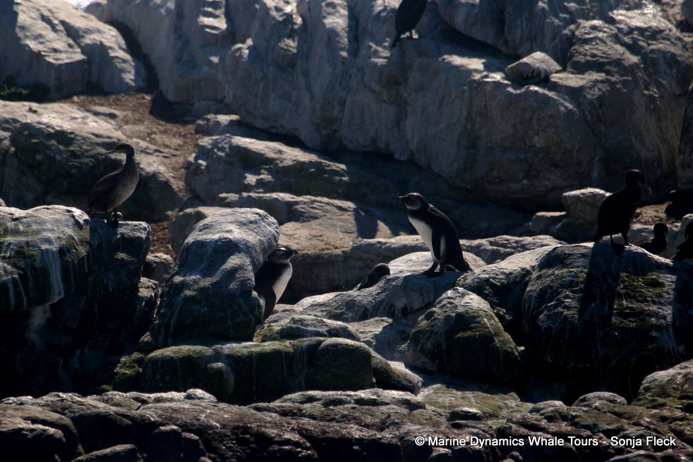 african penguin, whale watching, gansbaai, south africa
