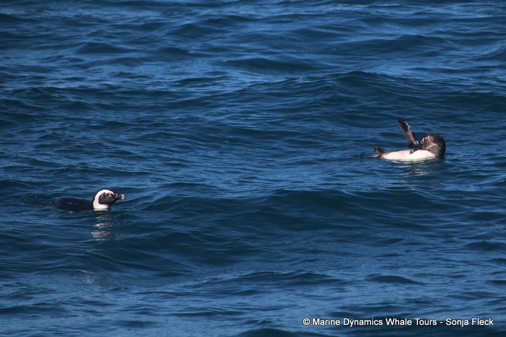 african penguin, whale watching, gansbaai, south africa