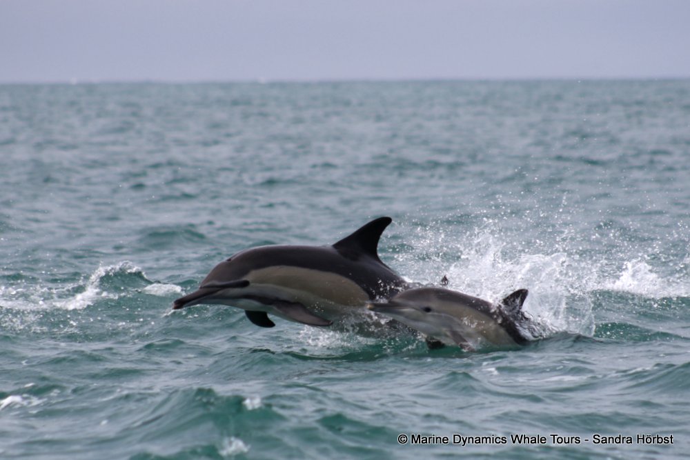 Marine Big 5 Daily Blog 25 August