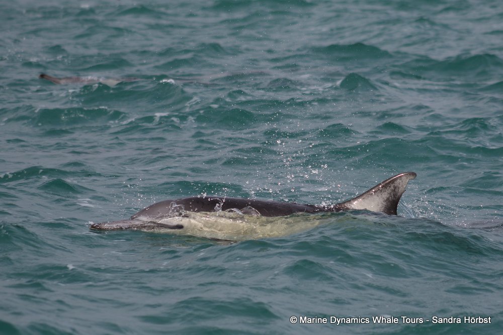 common dolphin, whale watching, gansbaai, south africa