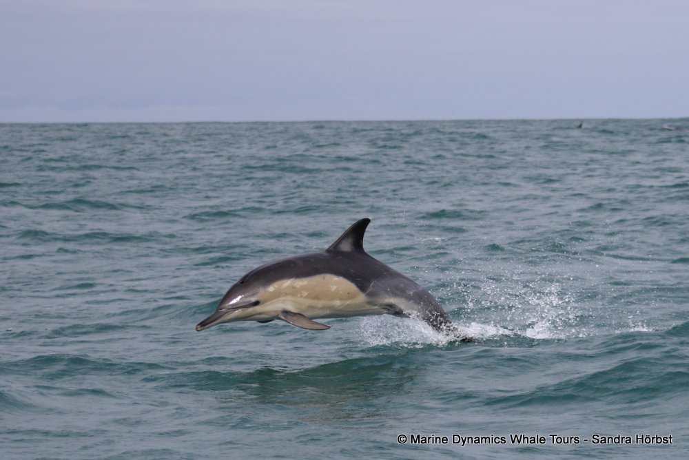 common dolphin, whale watching, gansbaai, south africa