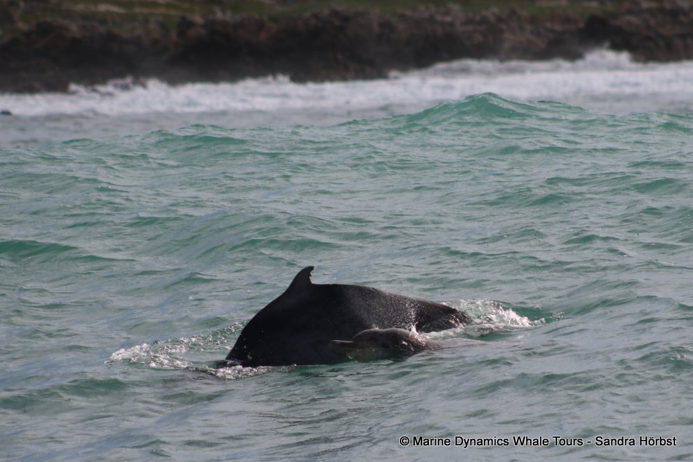 humpback dolphin, whale watching, gansbaai, south africa