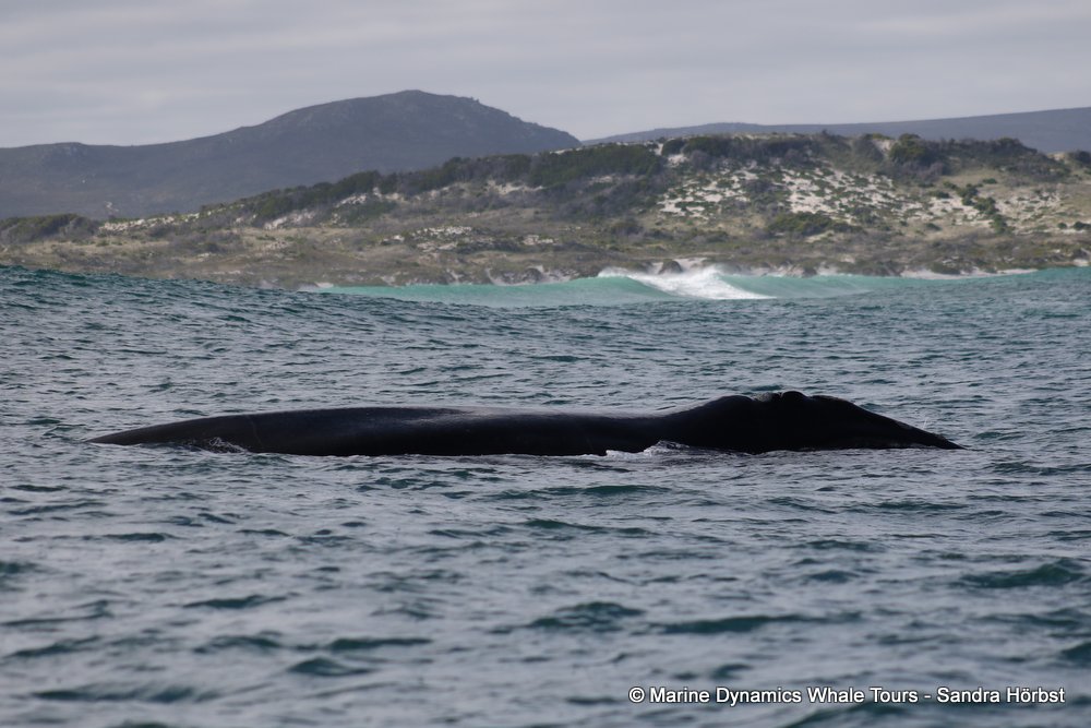 Southern right whale, whale watching, gansbaai, south africa,