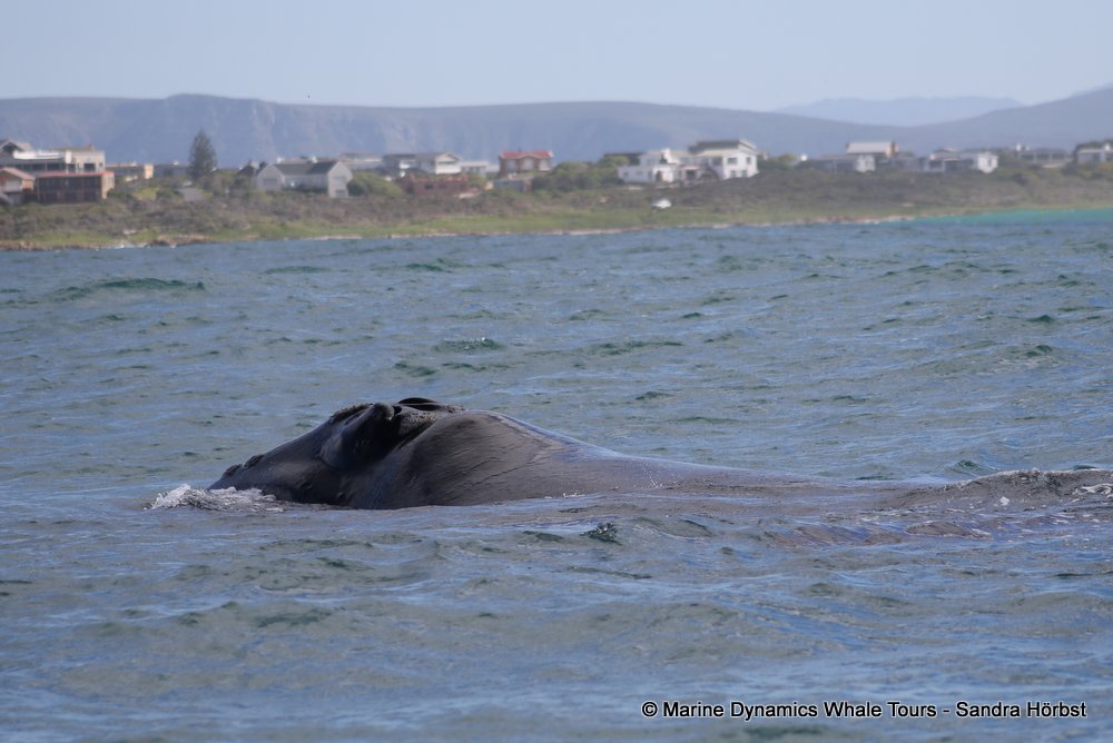 Southern right whale, whale watching, gansbaai, south africa,