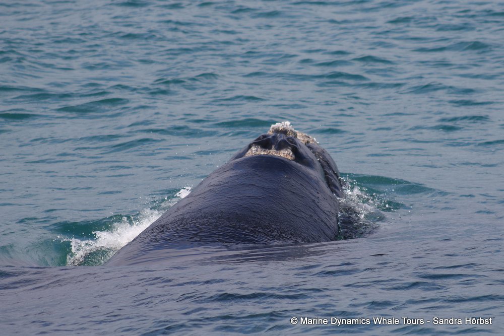 Southern right whale, whale watching, gansbaai, south africa,