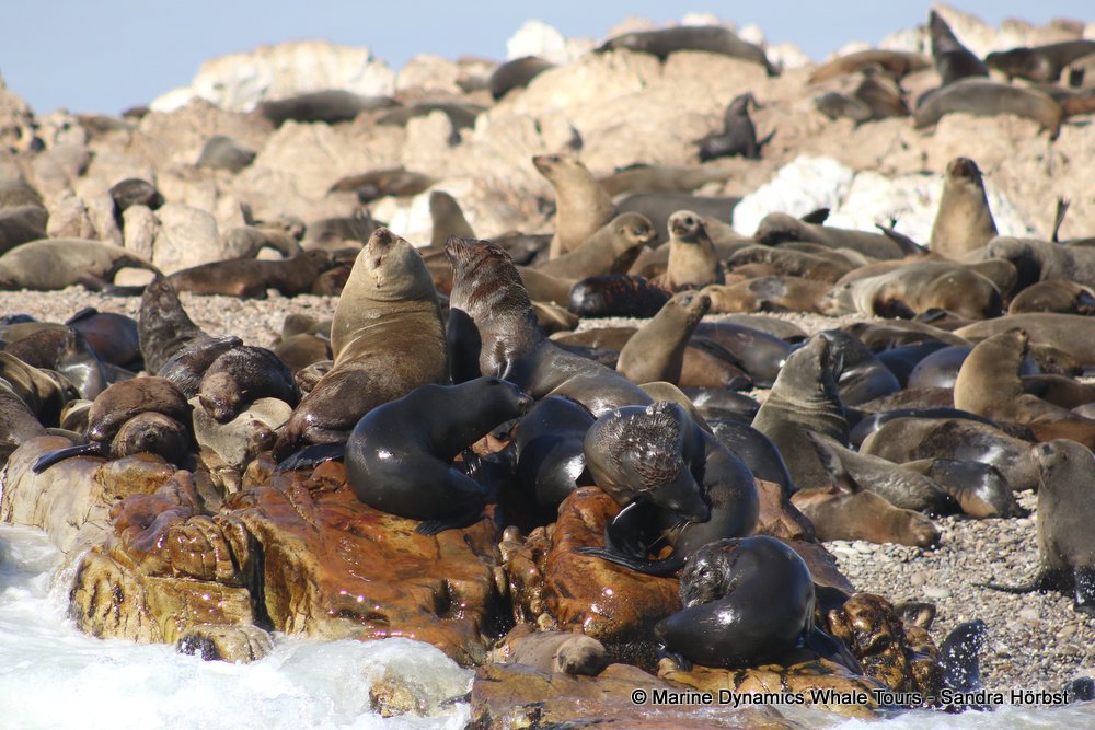 cape fur seal colony, whale watching, gansbaai, south africa,