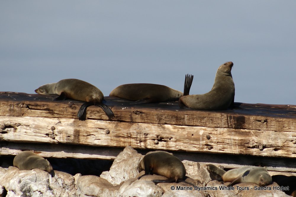 cape fur seal, whale watching, gansbaai, south africa