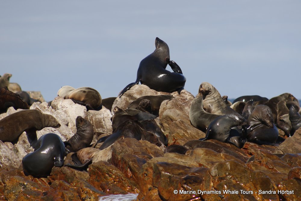 cape fur seal, whale watching, gansbaai, south africa