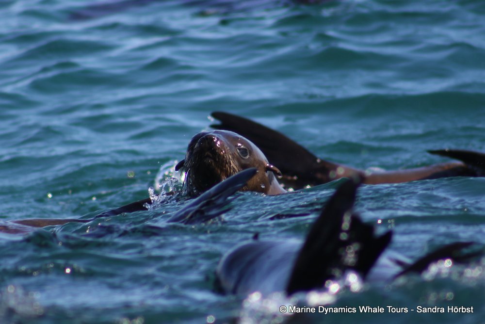 cape fur seal, whale watching, gansbaai, south africa