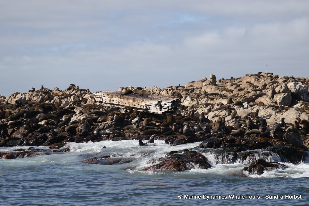 cape fur seal colony, whale watching, gansbaai, south africa,