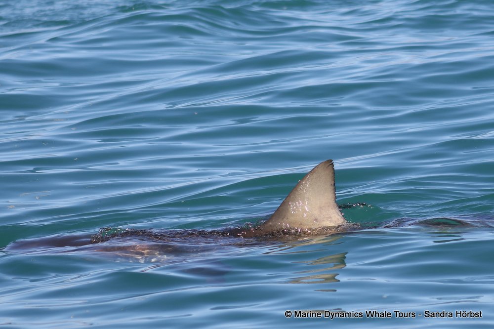 bronze whaler shark, whale watching, gansbaai, south africa,