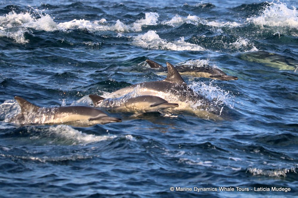 common dolphin, whale watching, gansbaai, south africa