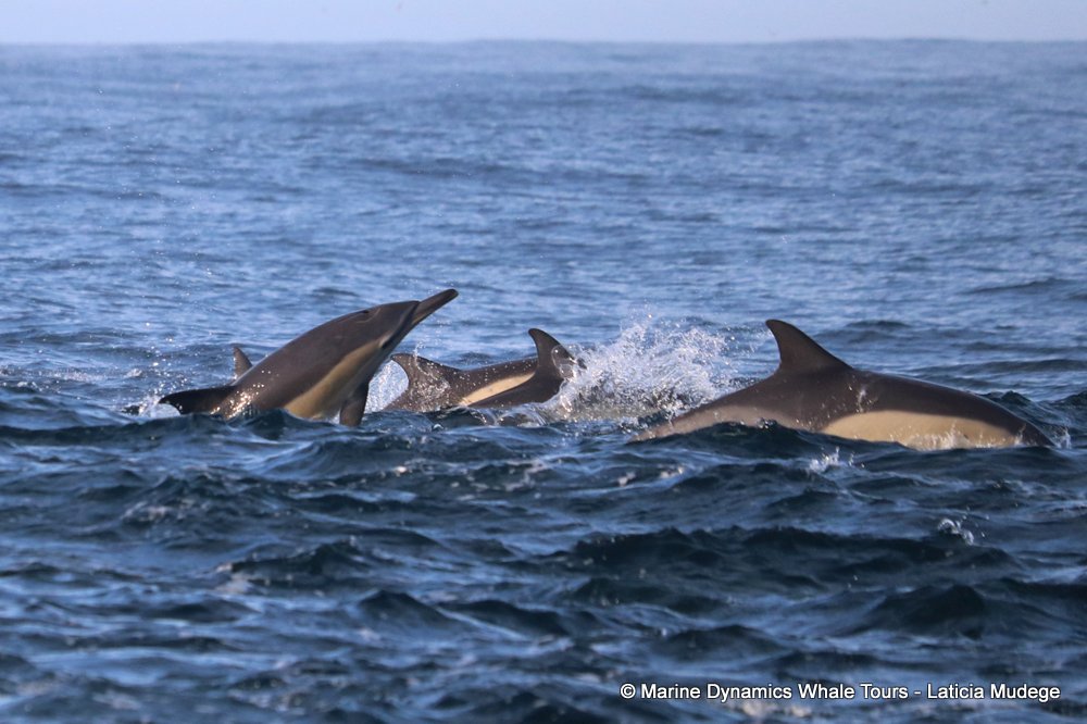 common dolphin, whale watching, gansbaai, south africa
