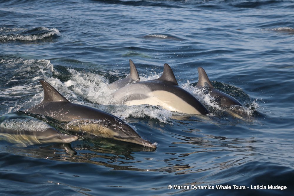 Marine Big 5 Daily Blog 27 August