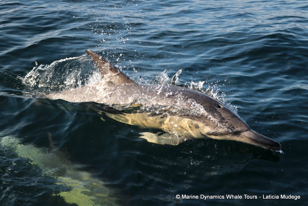 common dolphin, whale watching, gansbaai, south africa