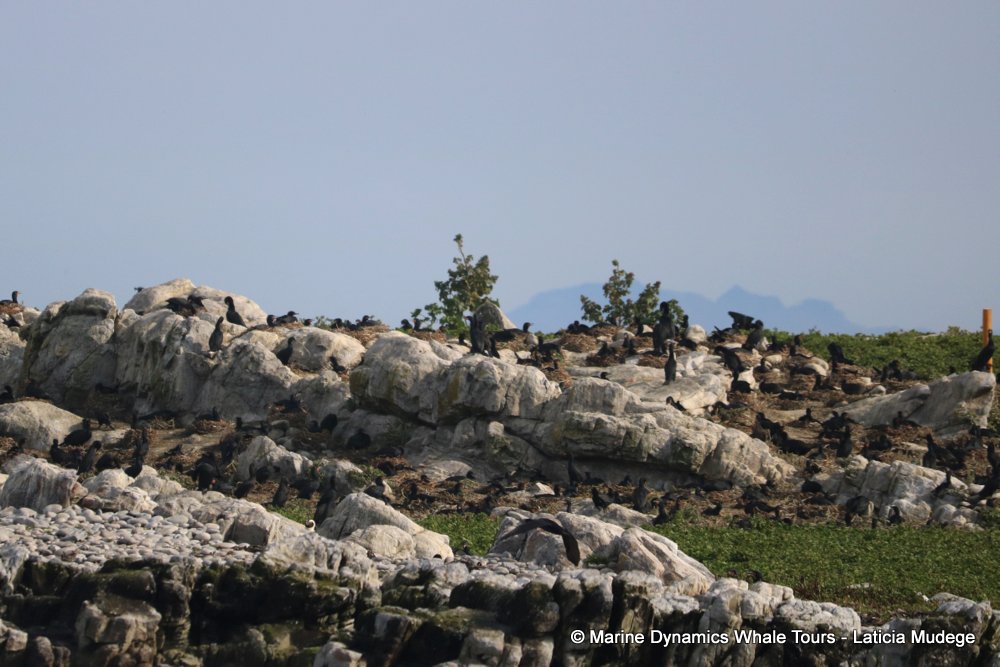 cape cormorants, whale watching, gansbaai, south africa