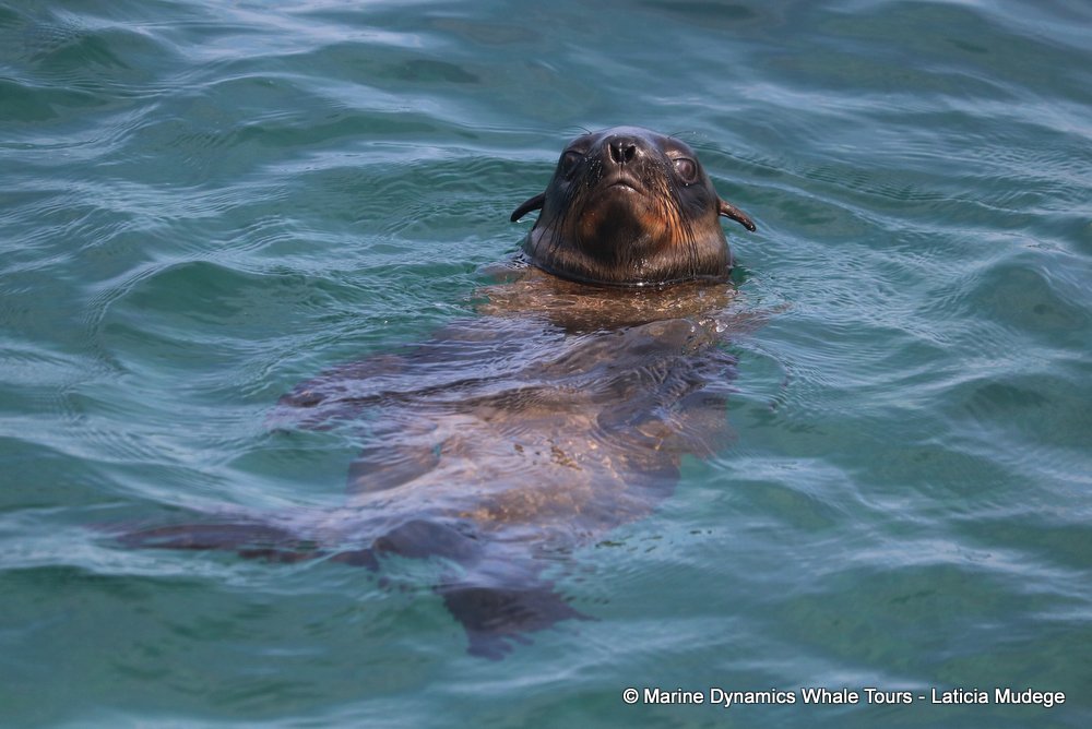 cape fur seal, whale watching, gansbaai, south africa