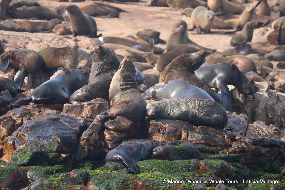 cape fur seal, whale watching, gansbaai, south africa