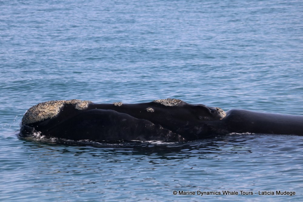 Southern right whale, whale watching, gansbaai, south africa,