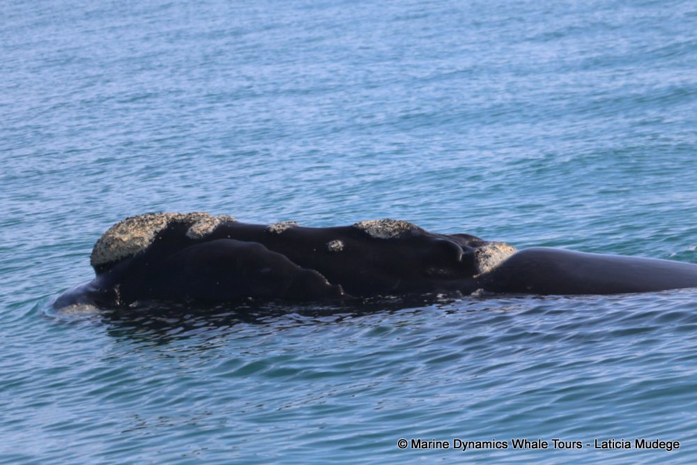 Southern right whale, whale watching, gansbaai, south africa,