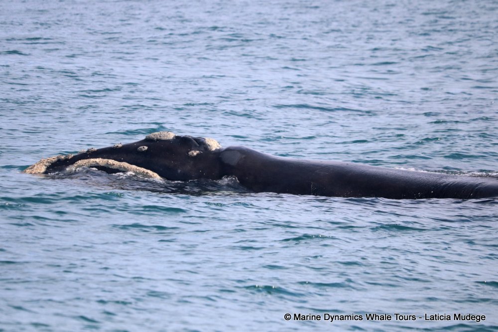 Southern right whale, whale watching, gansbaai, south africa,