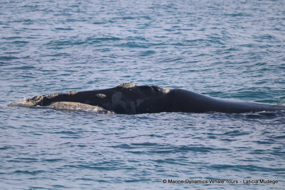 Southern right whale, whale watching, gansbaai, south africa,