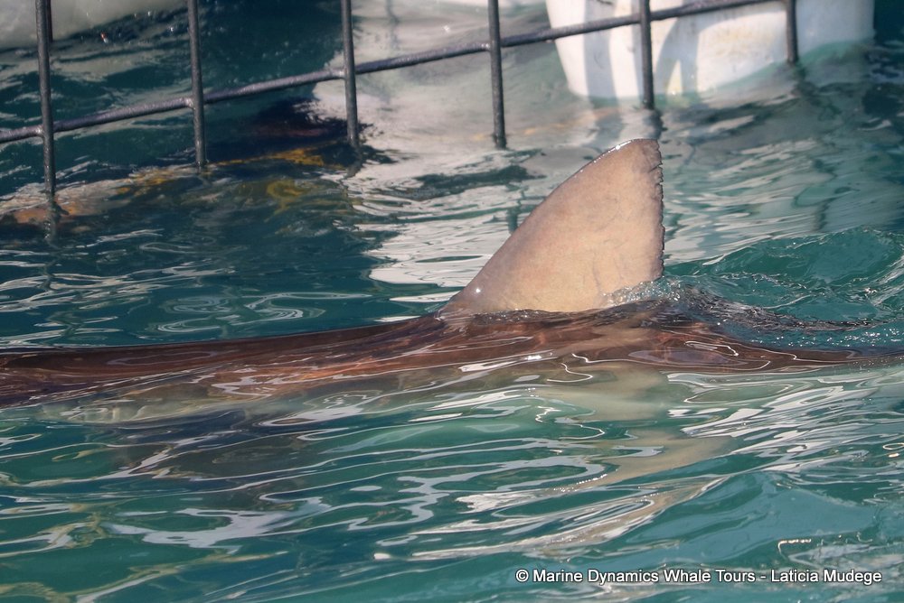 bronze whaler shark, whale watching, gansbaai, south africa,