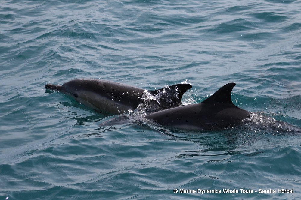 common dolphin, whale watching, gansbaai, south africa
