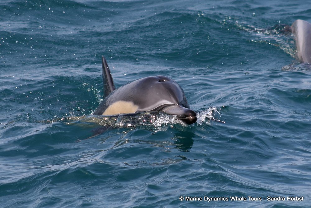 common dolphin, whale watching, gansbaai, south africa