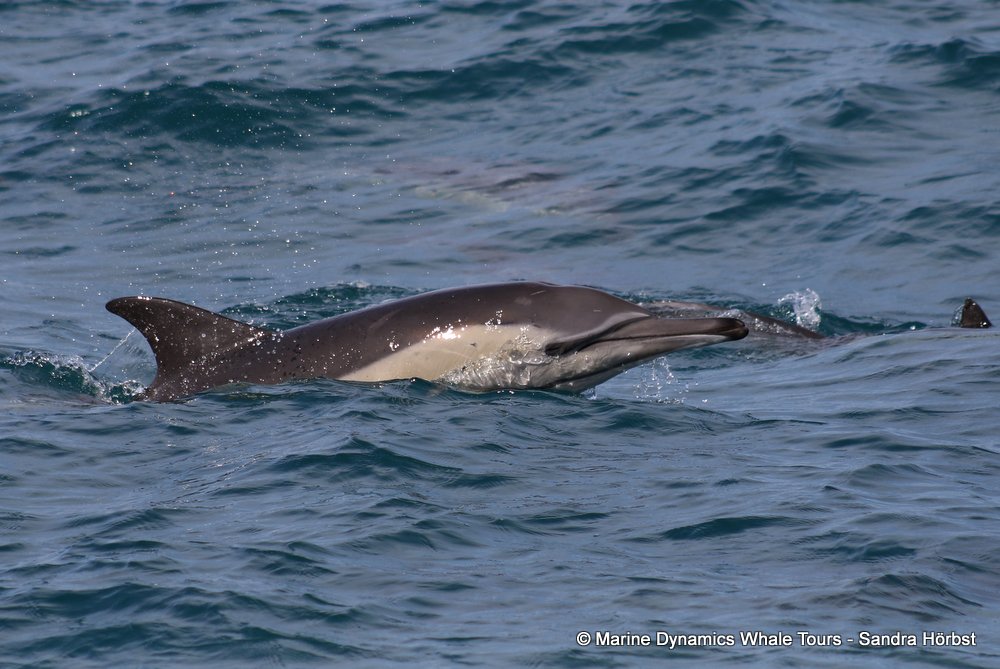 common dolphin, whale watching, gansbaai, south africa