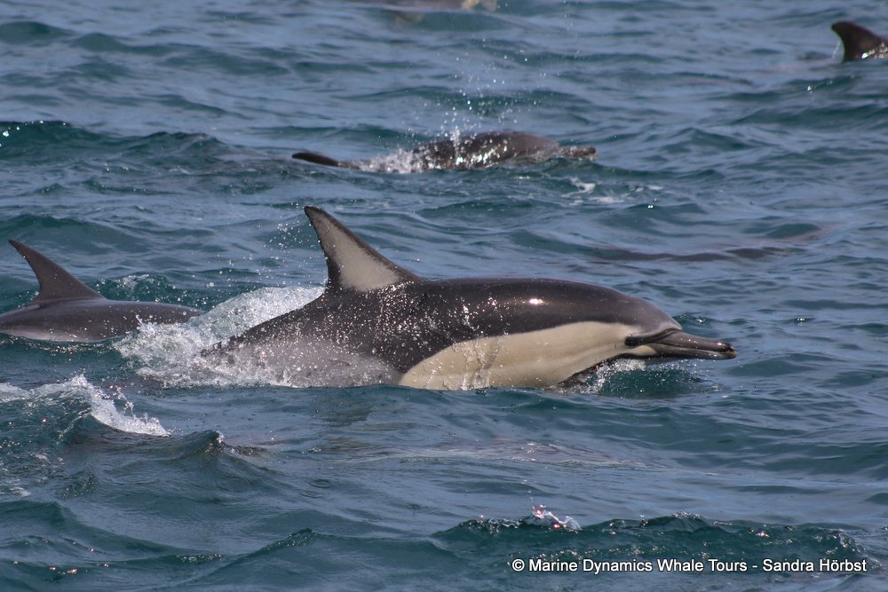common dolphin, whale watching, gansbaai, south africa