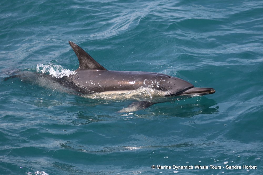 common dolphin, whale watching, gansbaai, south africa