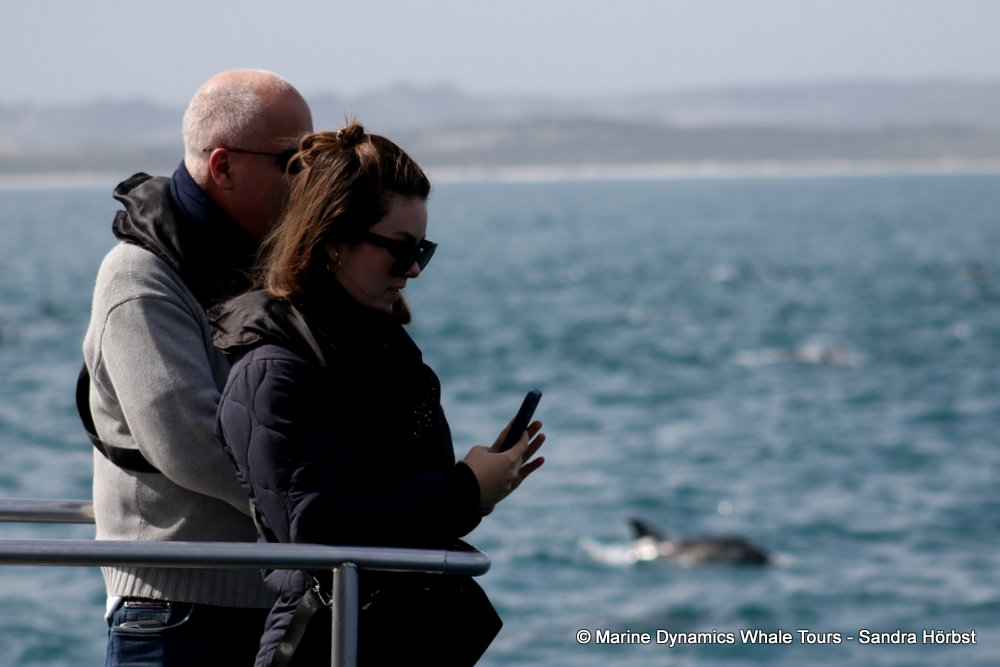 whale watching, gansbaai, south africa
