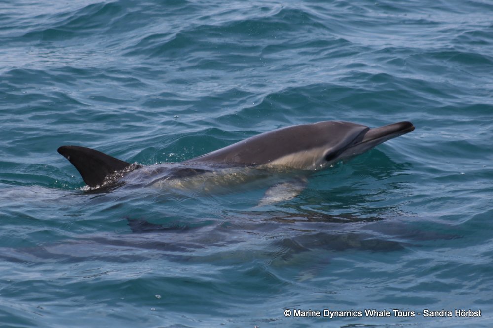 common dolphin, whale watching, gansbaai, south africa