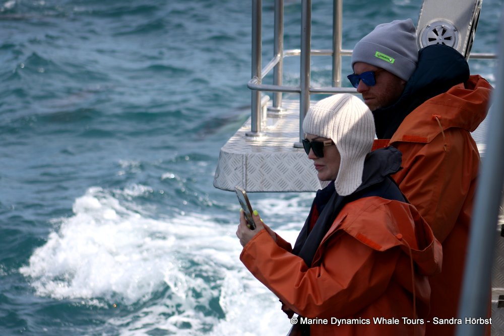 whale watching, gansbaai, south africa