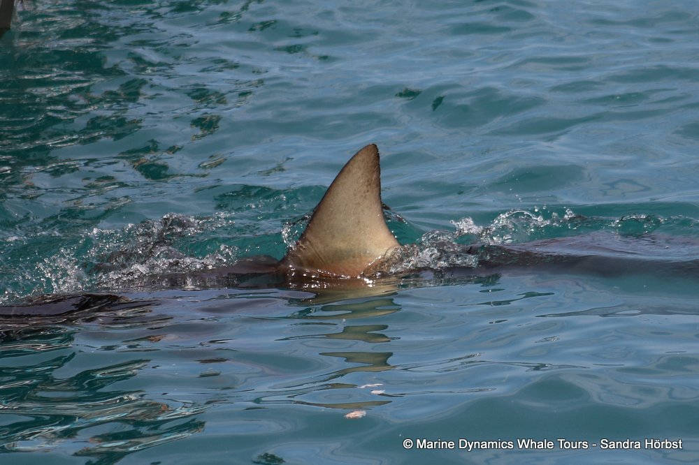 bronze whaler shark, whale watching, gansbaai, south africa,