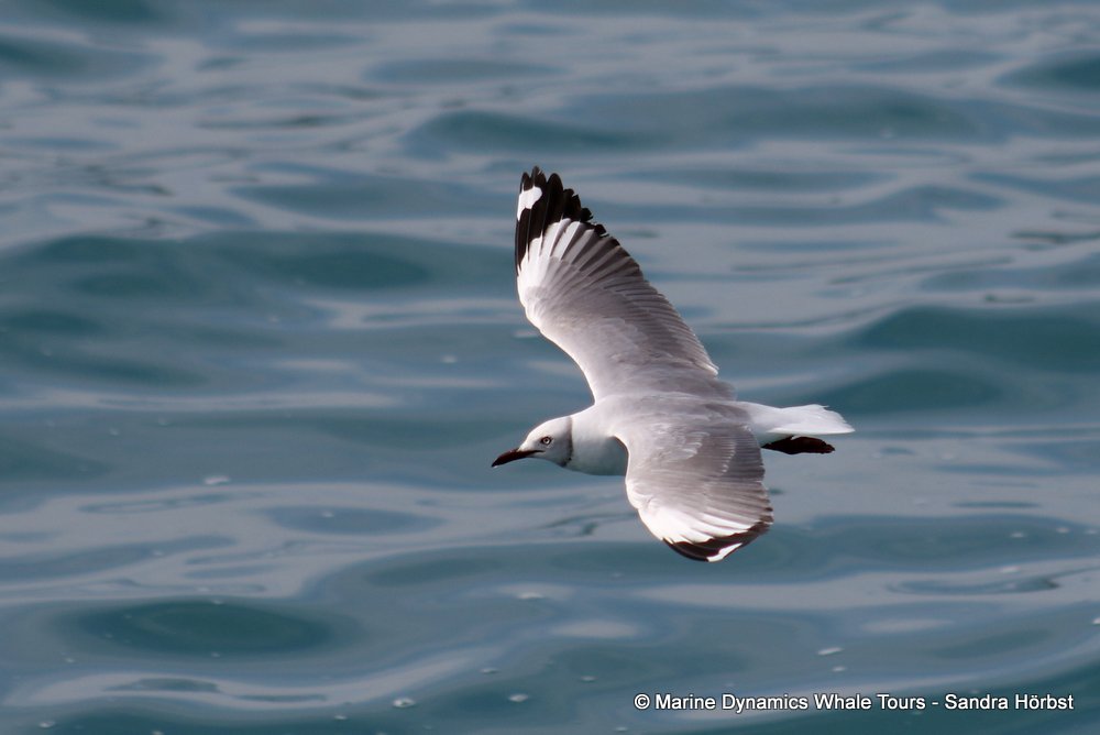 grey-headed gull, whale watching, gansbaai, south africa