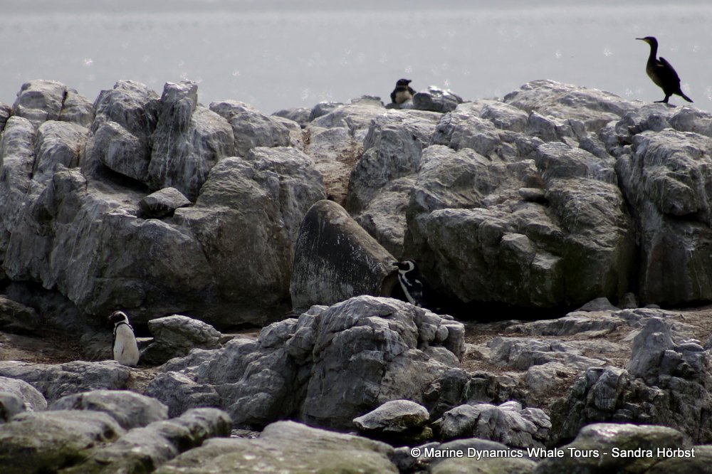 african penguin, whale watching, gansbaai, south africa